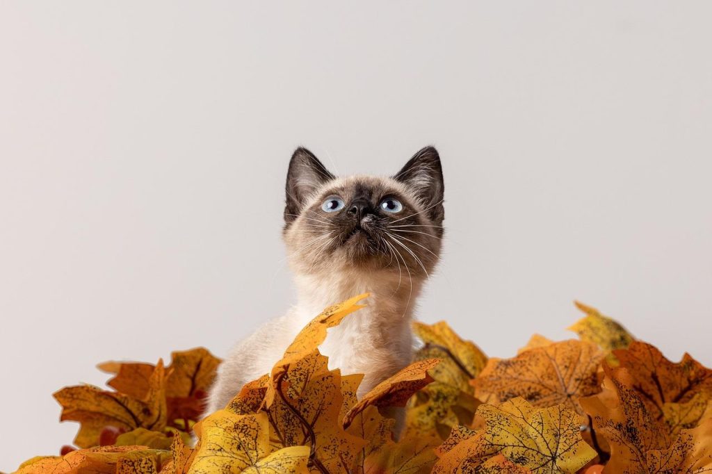 Verzameling van speelgoed en accessoires voor katten bij Poezenparadijs